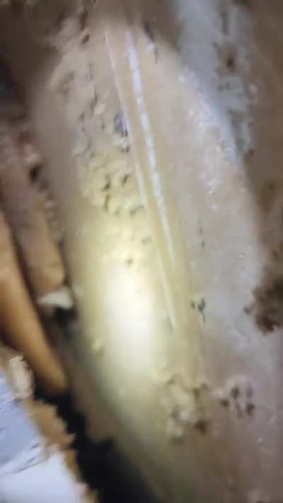 Bees found in between my and my neighbor's garage, and then we discovered what attracted them