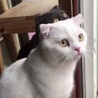 Bird!