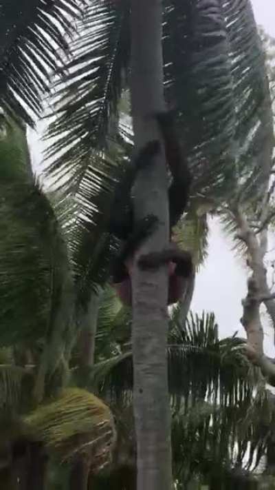 How Fijian’s Climb Down Trees (OC)