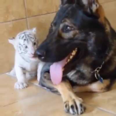 Try to sneak up on a German Shepard