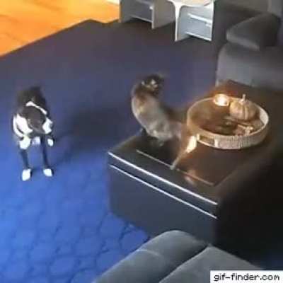 Well cat used up one life