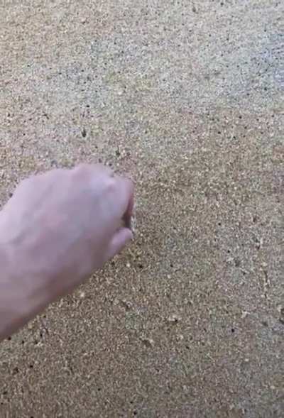 Horn-Eyed Ghost Crabs Can Move 100 Body-Lengths Per Second!