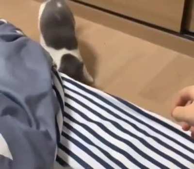 Mother cat trusts her human so much, she leaves the babies with him for safekeeping while she goes foraging.