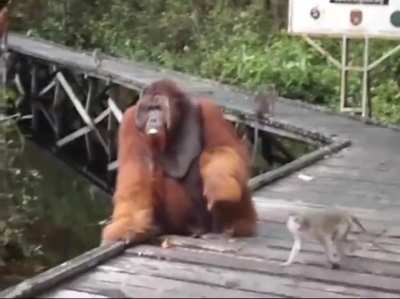 You have angered the Great Monkey
