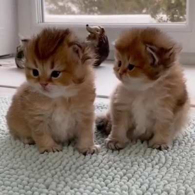 Double cuteness!