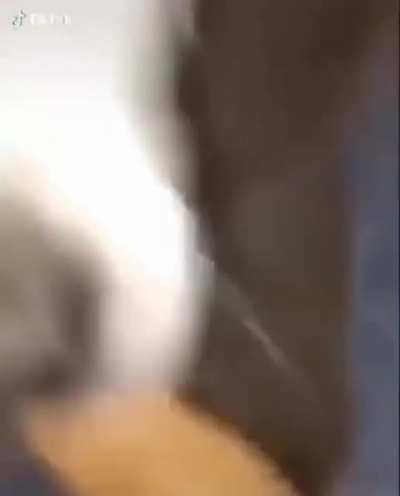 Pets during quarantine