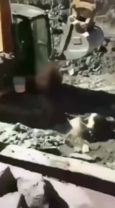 What did they expect to happen