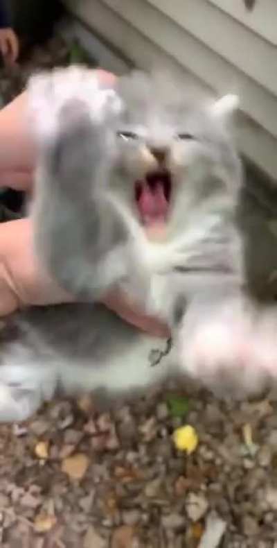 Mittens said AHHHHHH
