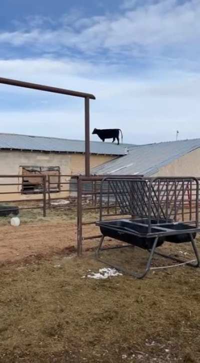 Nothing to see here... just a cow on the roof...