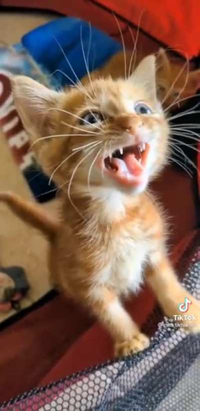 Squirrel the kitten advocates for their people