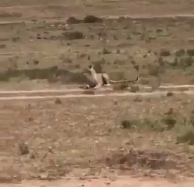 just wildlife