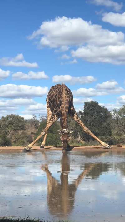 Giraffe does the splits while drinking water