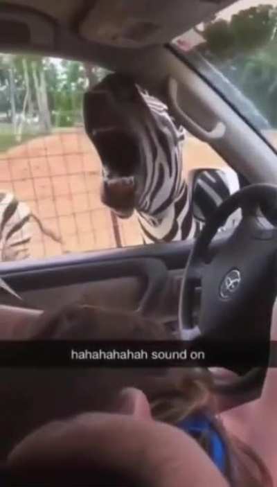 A casual drive through safari