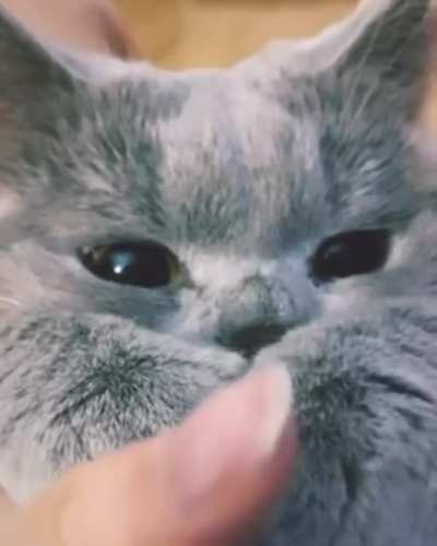 Pawsies!