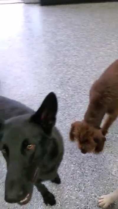 Doggos getting treats