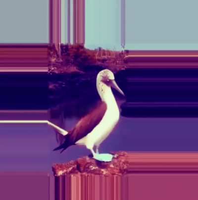 bÖÖbÏËs