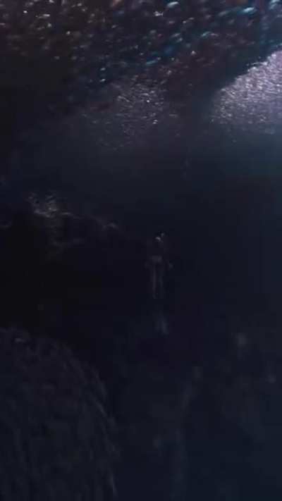 A school of fish