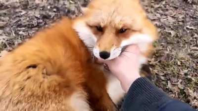 Foxes just need better PR