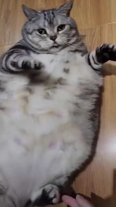 Chonk superstar