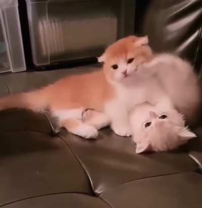 Baby kitty slap
