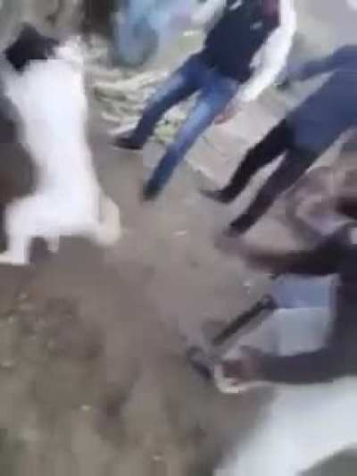Don’t get into dog fights