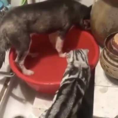The Water Sploosher