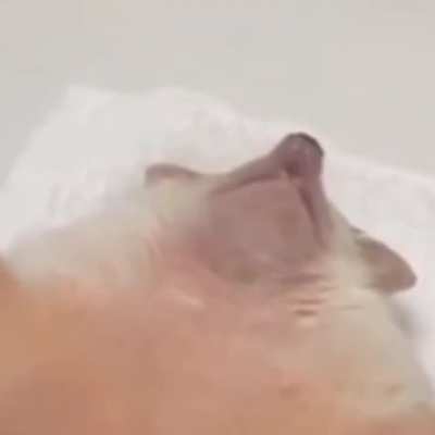Belly rubbies for HedgeyBoi