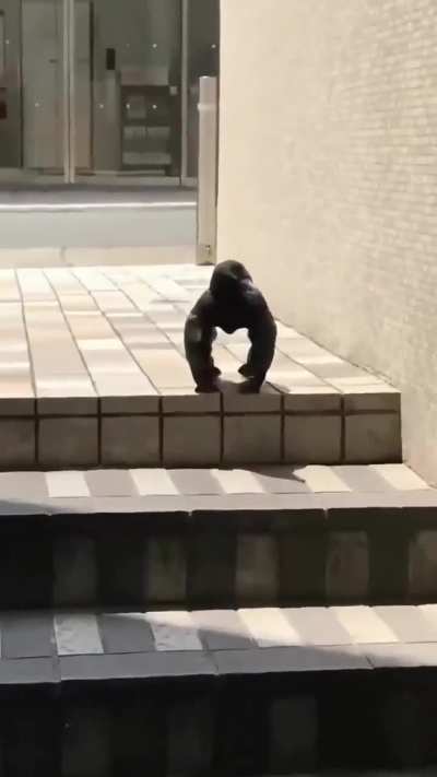 Strange Buff crow ,  going to tame it 
