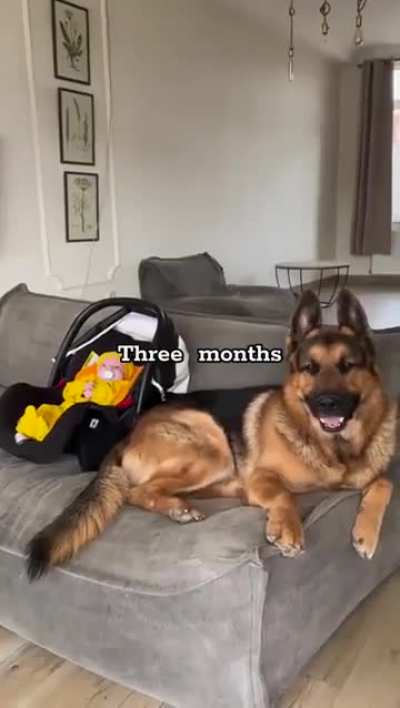 German shepherd bonding with child