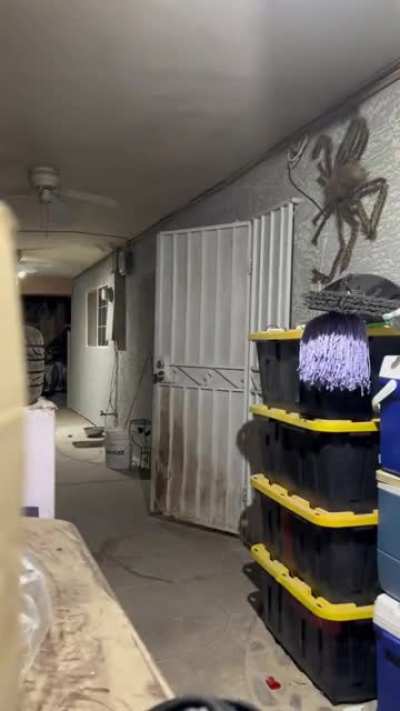 Spider prank