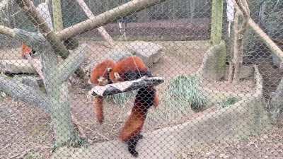 Got your tail!