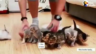 Kitty Kaos