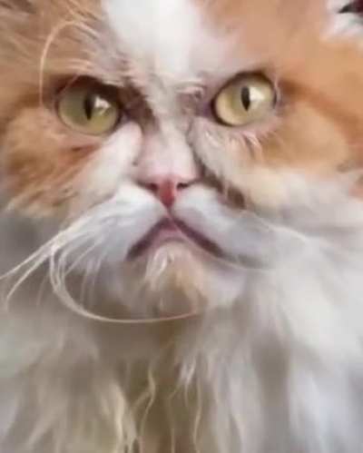 Look at this face.