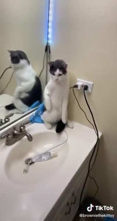 cat boxes vacuum