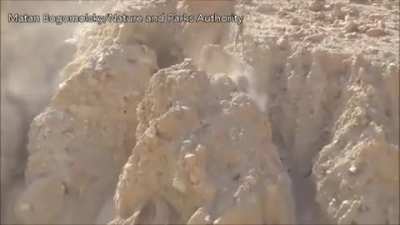 Arabian Wolf chasing after a young Ibex
