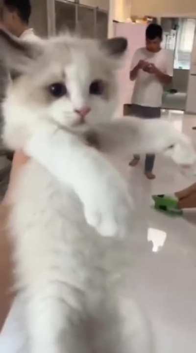 Kitten to Chonk