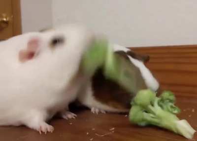 bonk
