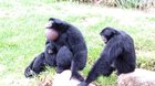 Some loud monkeys