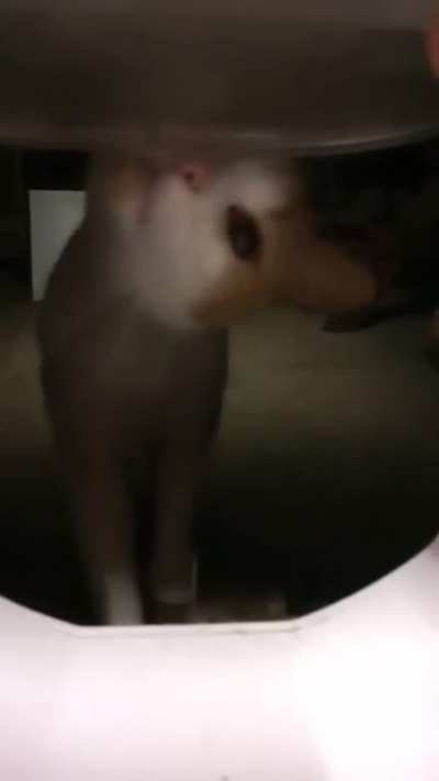 A Jumpscare's a jumpscare