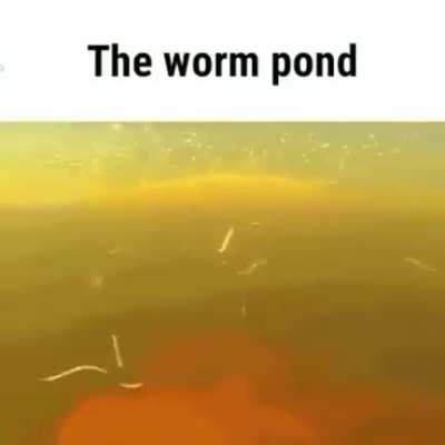 poopoo pond