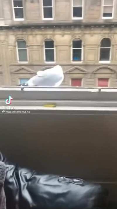 seagullcide