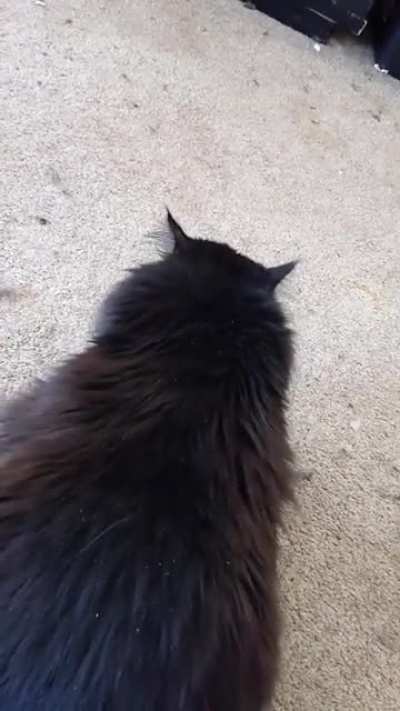 Cat Disaster