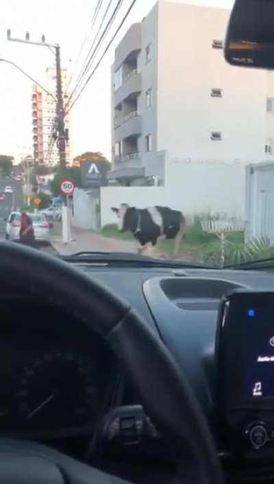 Cowberg