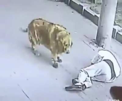 A cat knocking a man out and a dog wearing shoes