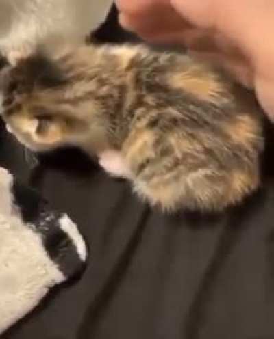 Do not trip over the cat