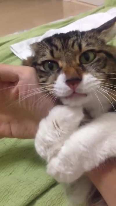 don't shake the cat