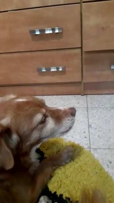 All i can say is that my dog with auto tune is hilarious.