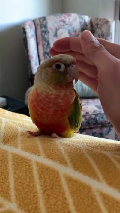 The delayed pet.