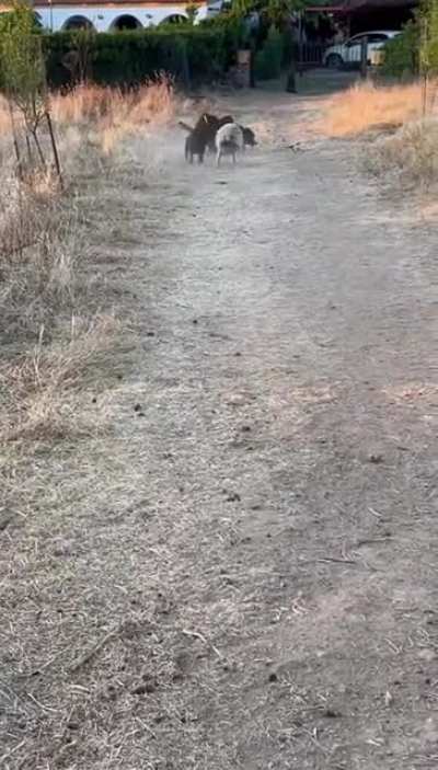 Dogs chasing the ball, don't you dare tell me otherwise!