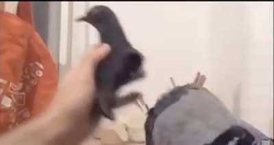PIGEON!